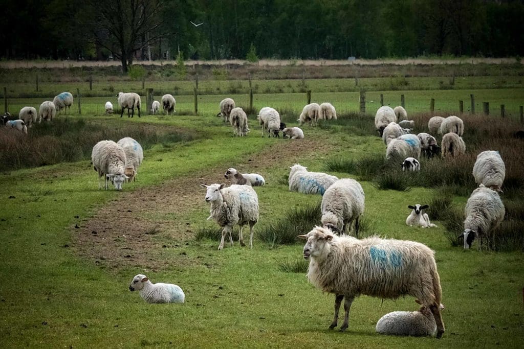 Auf den Spuren von Vincent van Gogh in Drenthe 18 Schafherden ziehen durch das Moor. Foto: Mario Vedder