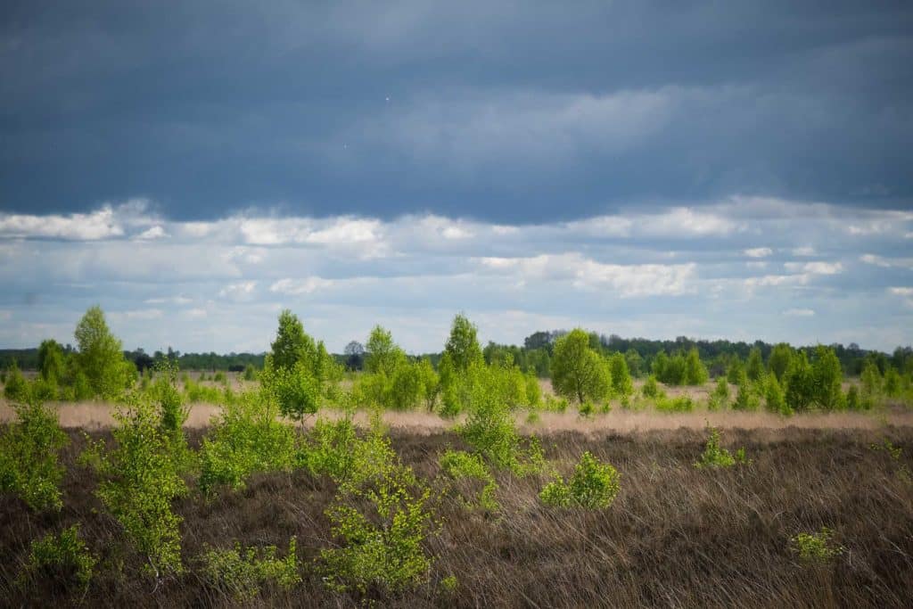 Auf den Spuren von Vincent van Gogh in Drenthe 15 Das Bargerveen ist eines der wenigen authentischen Hochmoorgebiete. Foto: Mario Vedder