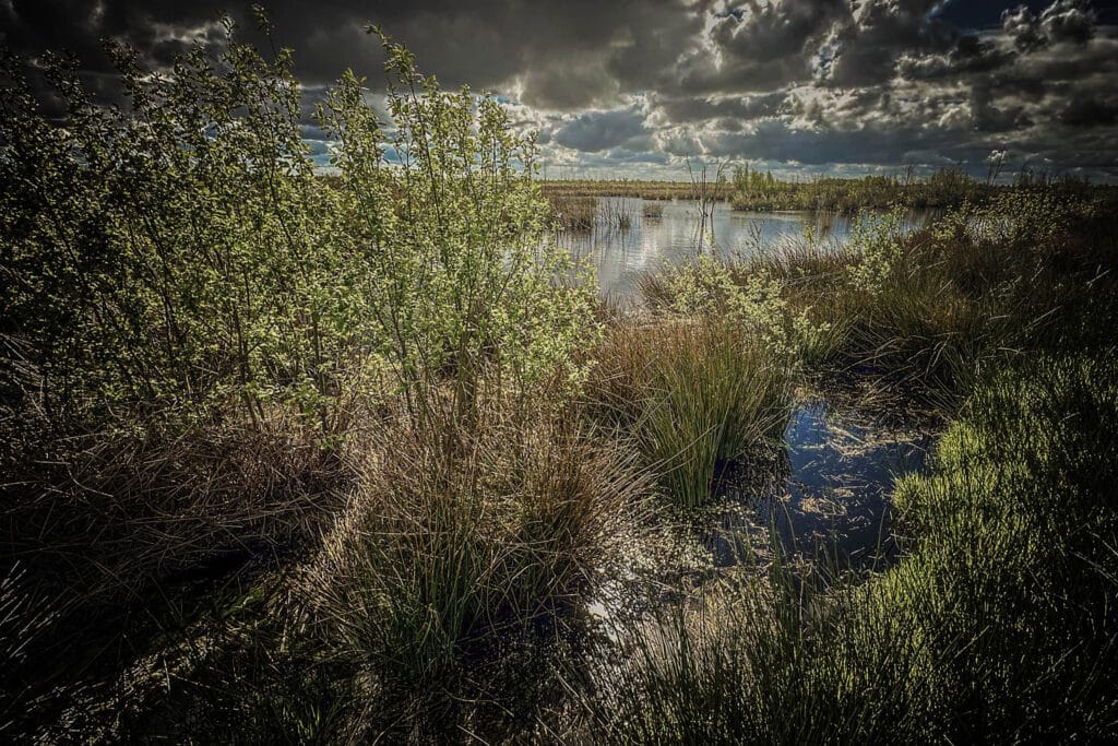 Der Rote Franz und das Geheimnis der Moorleichen im Emsland 13 Moorland in der Provinz Drenthe. Foto: Mario Vedder