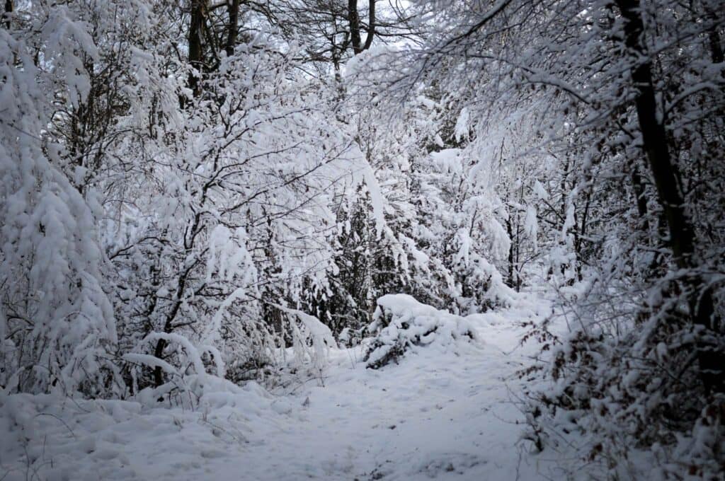 Christstollen aus dem Bergwerk Ramsbeck: Ein Sauerländer Genuss-Geheimnis 1 Christstollen Ramsbeck. Ein schneebedeckter Wildpfad im Naturpark Sauerland-Rothaargebirge, ideal für die Spurensuche nach Wildtieren. Foto: Oliver Abraham